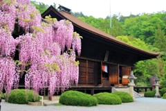 大善寺の藤