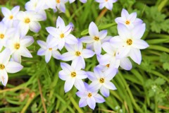 道ばたの花