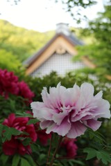 牡丹寺 2