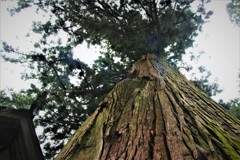 樹齢1200年のパワー