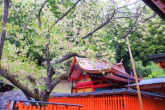 金櫻神社の桜