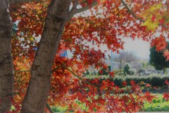 庭の紅葉。