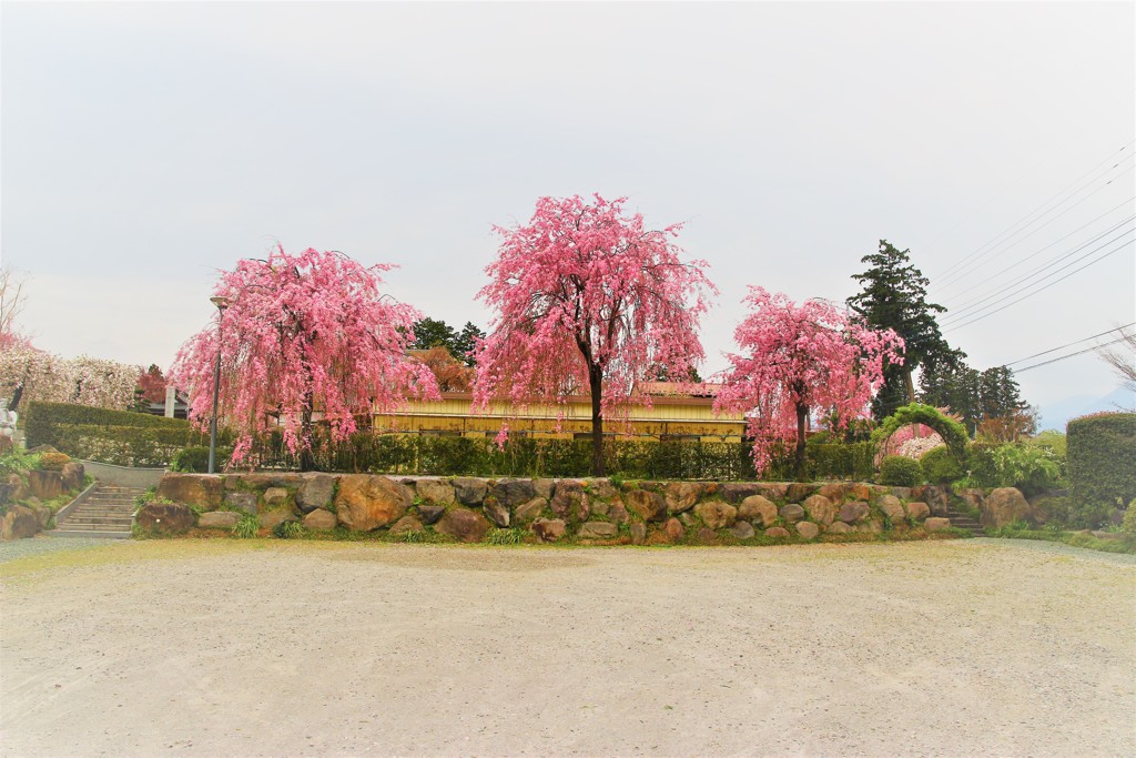 長桂寺の枝垂れ桜。