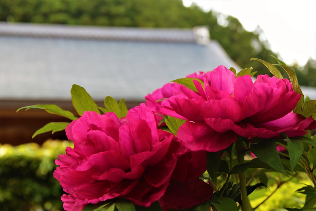 牡丹寺