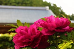 牡丹寺