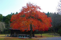 最後の紅葉