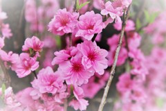 クー散歩での花見!