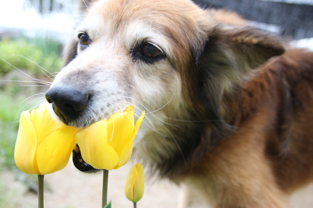 クーのチューリップ！　ガブッ！