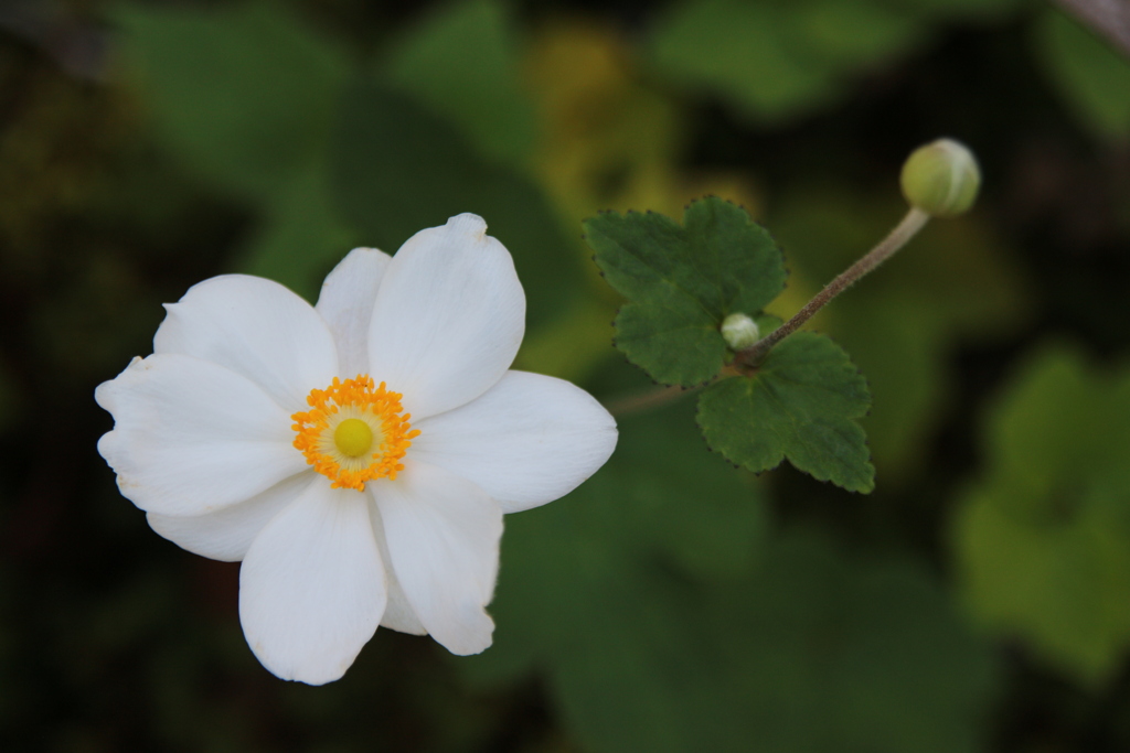 公園の小さな花