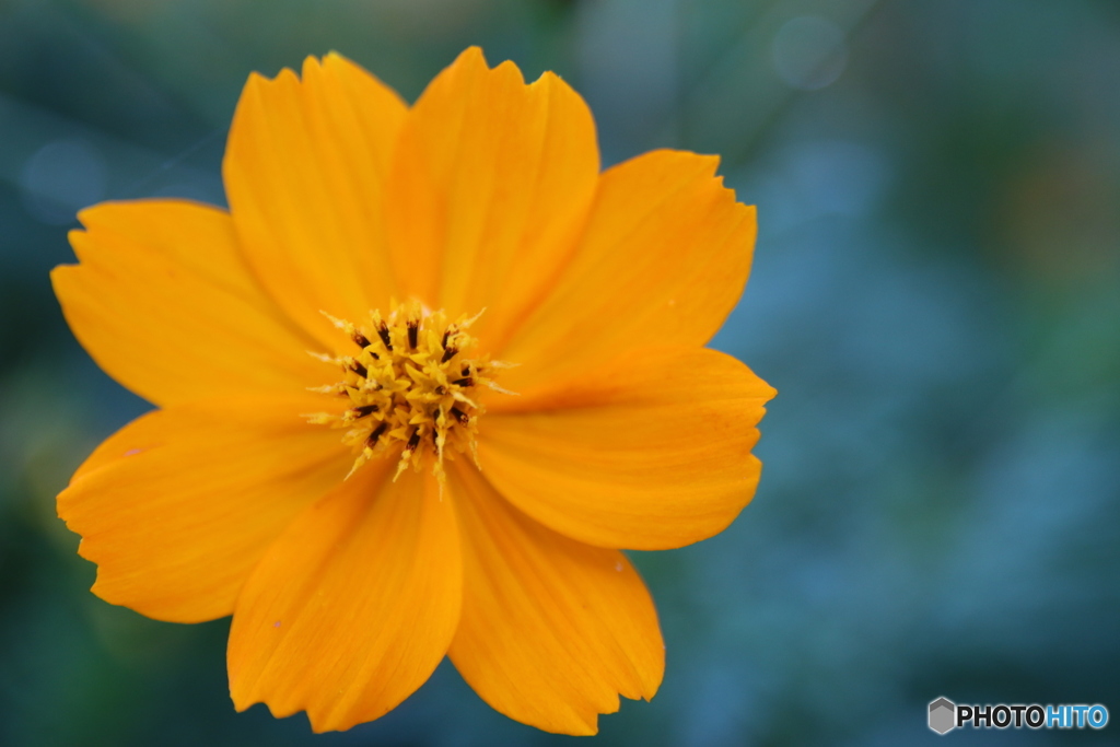 道ばたの花