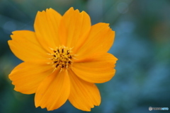 道ばたの花