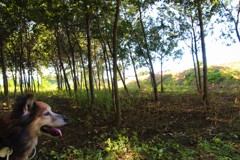 老犬と城跡