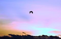 夕焼けとんび！