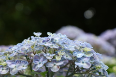 あじさいの花畑