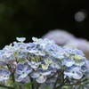 あじさいの花畑