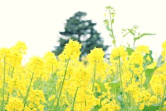 菜の花畑