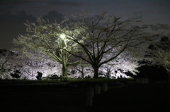 夜桜