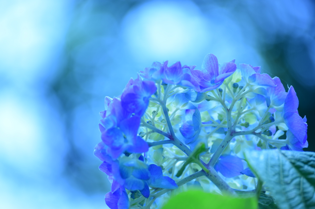 紫陽花