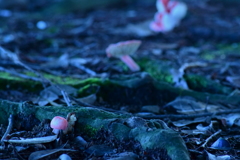 きのこ