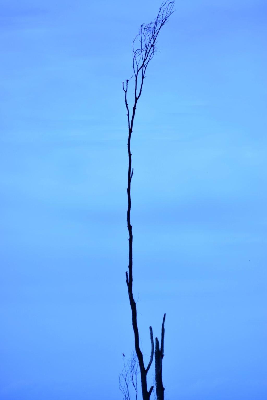 木