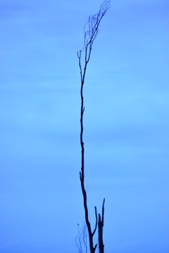 木