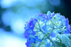 紫陽花