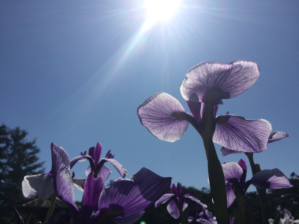 花菖蒲
