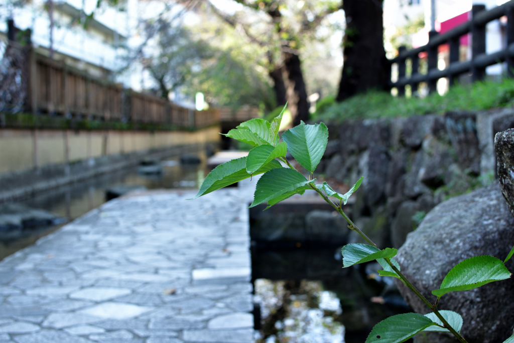水辺の散歩道