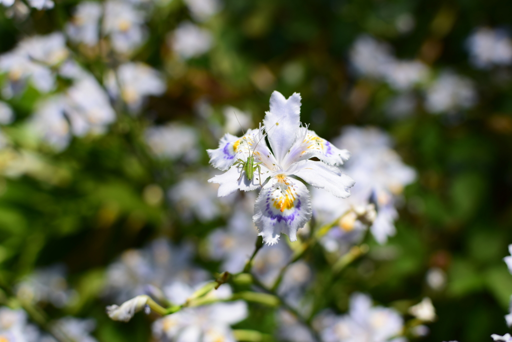 胡蝶花にのって