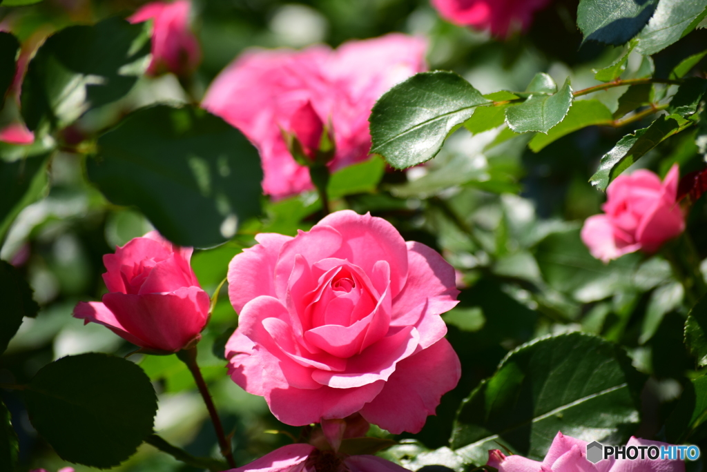 Roses 13
