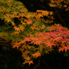 師走の紅葉