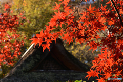 秋色と茅葺屋根