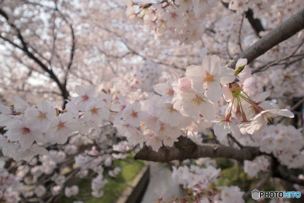 花は桜木