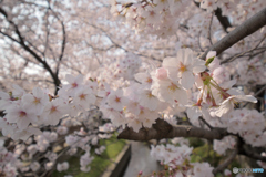 花は桜木