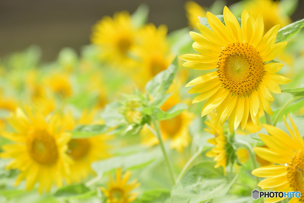 Yellow Flowers