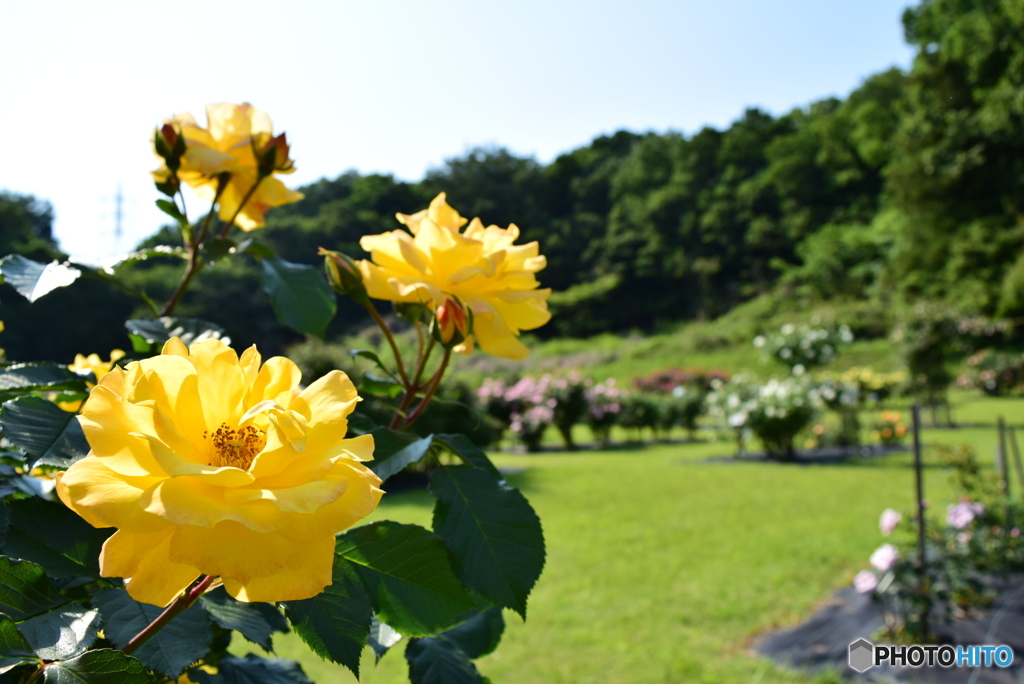 Roses 16