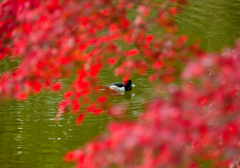 紅と緑とキンクロハジロ