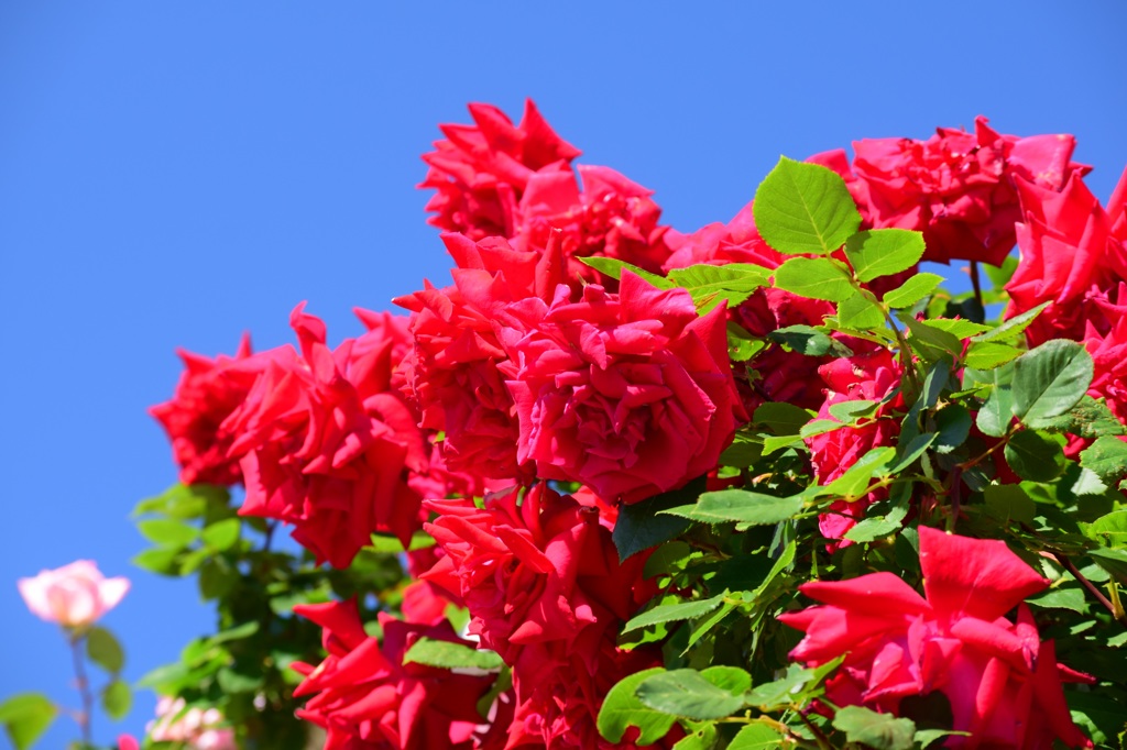 薔薇