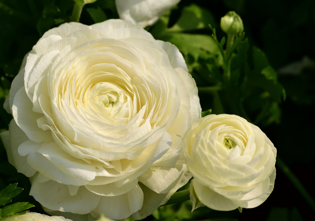 White Flower