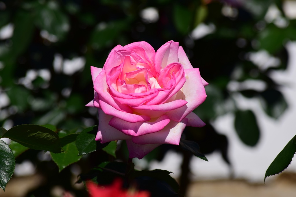 薔薇