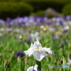 梅雨の晴れ間に花菖蒲 ３