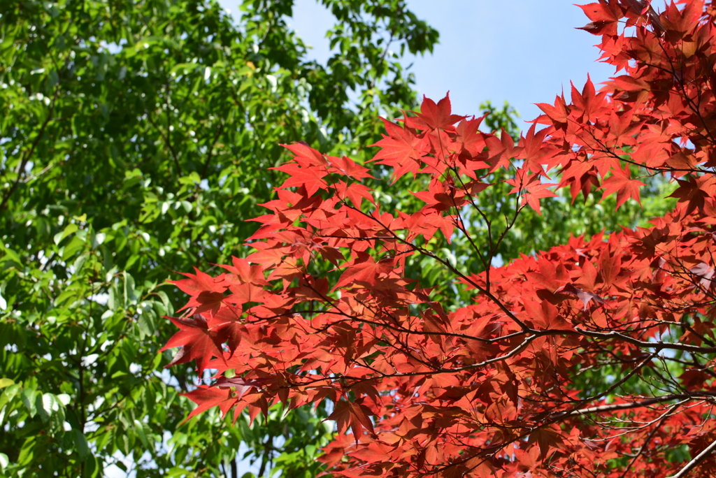 初夏の紅葉
