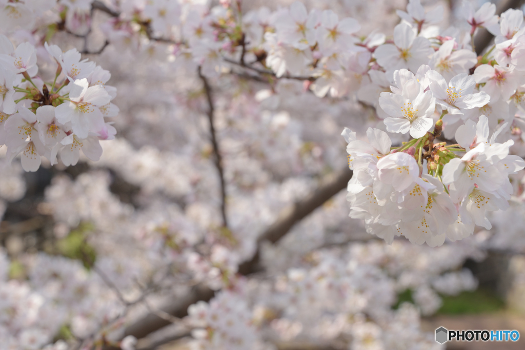 桜さくら桜