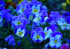 青の花壇①
