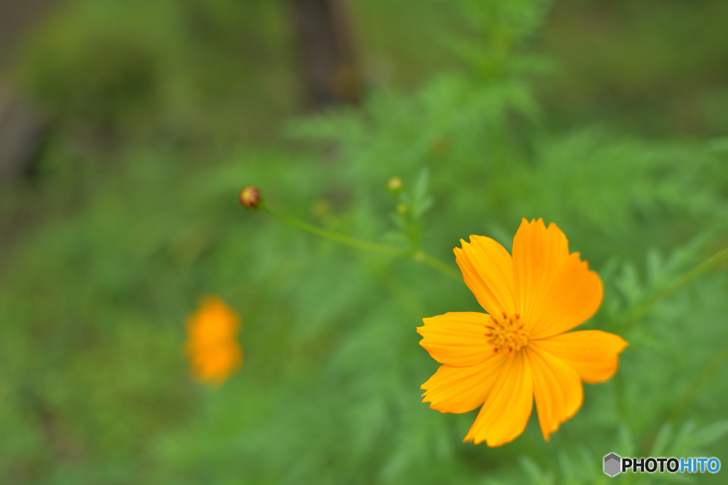 Yellow Flower