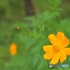 Yellow Flower