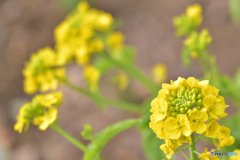 Yellow Flower