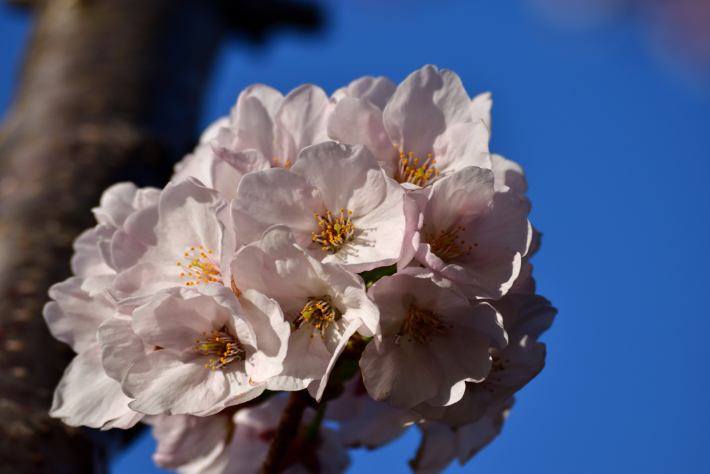 僕も桜を見上げてみた