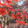 冬紅葉