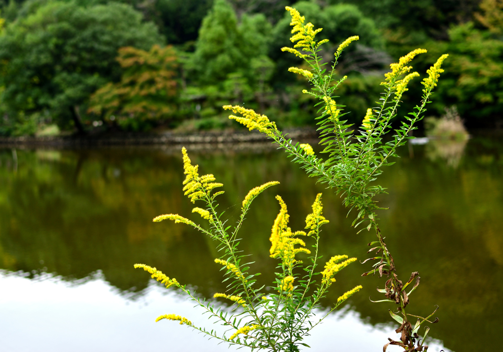 秋の薬師池